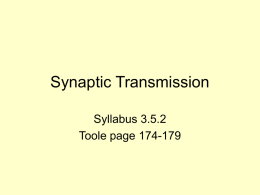 Synaptic Transmisson