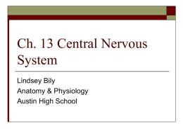 Ch. 13 Central Nervous System