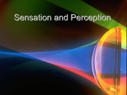 Sensation and Perception - Options