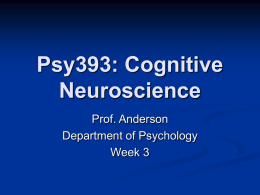 Psy393: Cognitive Neuroscience