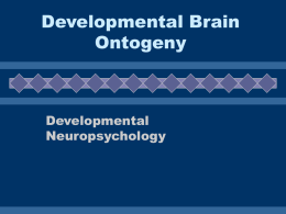Developmental Brain Ontogeny
