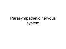 23. Parasympathetic nervous system