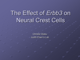 The Effect of Erbb3 on Neural Crest Cells