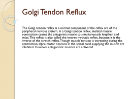 Golgi Tendon Reflux