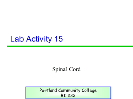 Spinal Cord and reflexes lab - PCC