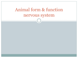 Animal form & function nervous system