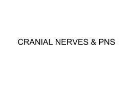 cranial nerves & pns