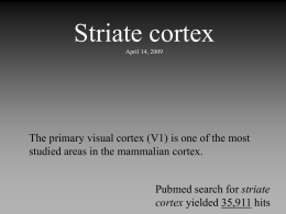 Striate cortex April 2009