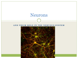 Neurons - Cloudfront.net