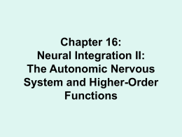 Chapter 16: Neural Integration II: The Autonomic Nervous System