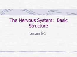 The Nervous System: Basic Structure