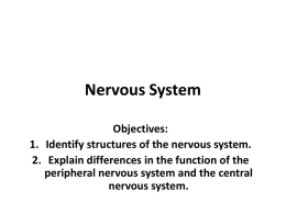 Nervous System