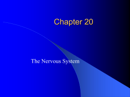 20-1 The Nervous System – how it works