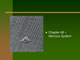 Ch. 48nervous system