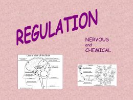 REGULATION nervous system
