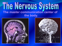 Nervous system - Fulton County Schools