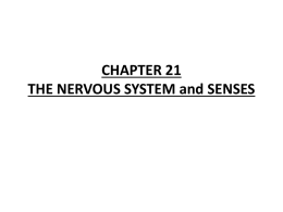CHAPTER 21 THE NERVOUS SYSTEM and SENSES