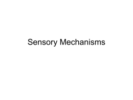 Sensory Mechanisms