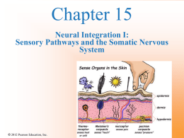 Chapter 15 Powerpoint (Neural Integration)