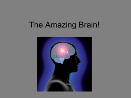 The Amazing Brain!
