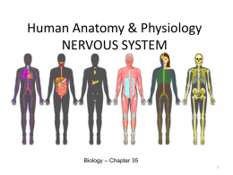 Bio Nervous System PPT 2013