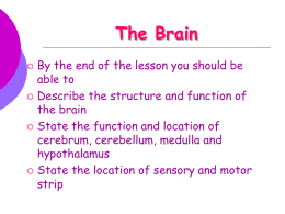 The brain structure and functions