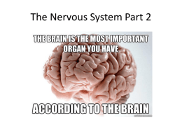 Brain Powerpoint