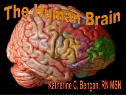 The Huma Brain - CRiTiCAL MinDs