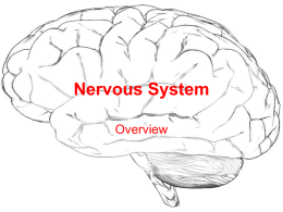 Nervous System - Science