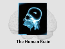 The Human Brain Cerebrum
