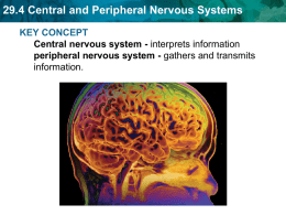 29.4 Central and Peripheral Nervous Systems