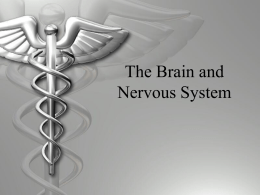 The Brain and Nervous System - Mr. Conzen