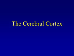 The Cerebral Cortex