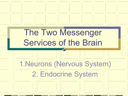 The Two Messenger Services of the Brain