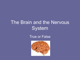 Brain and NS Quiz