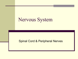 Nervous System - s3.amazonaws.com