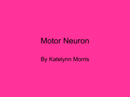Motor Neuron - tekkieoldteacher