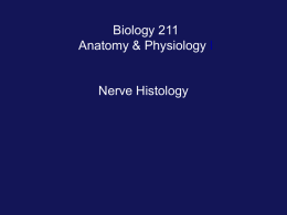 Biology 211 Anatomy & Physiology I