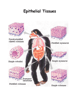 Histology of Cell Types