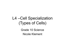 4 SNC2P cell specialization - Nicole