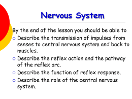 Nervous system - World of Teaching
