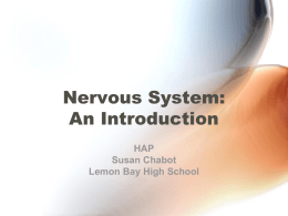 Nervous System - Lemon Bay High School