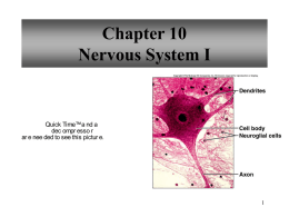 Nervous System Ch 10 Notes - Reading Community Schools