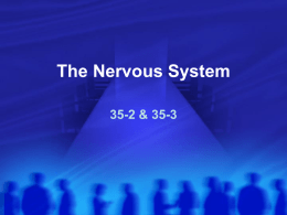 The Nervous System - Marblehead High School