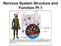 Nervous System Structure and Function Pt 1