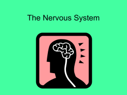 The Nervous System - Solon City Schools