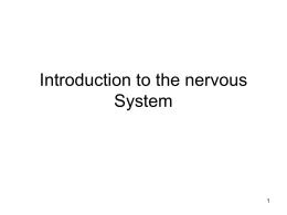 Introduction to the nervous sytem
