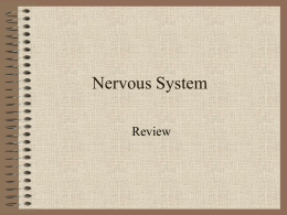 Nervous System Review PPt