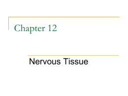 Anatomy nervous tissue
