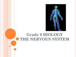 Nervous System - Ms. Marcos` Biology Wiki